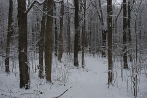 Winter woods